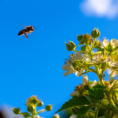 Bees collect pollen from the flowers of an apple tree.
