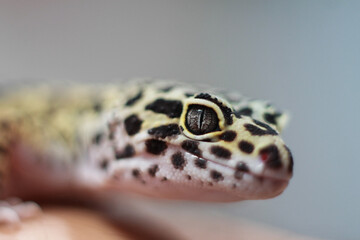 cute desert lizard gecko animal photo