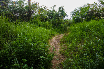 a small simple dirt path in the middle of the lush wilderness	
