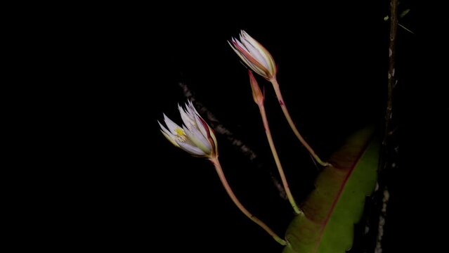Kadupul, Epiphyllum oxypetalum, the Dutchman's pipe cactus, princess of the night or queen of the night blooming Timelapse