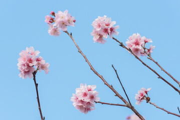 Closeup view of sakura flower in springtime season
