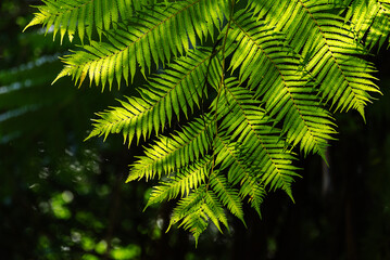 green leaves and leaf veins in backlight