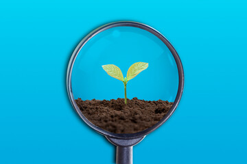 The concept of conservation of nature and the environment. Tree growing on the soil inside magnifying glass