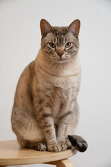 Fototapeta premium Chocolate spotted Australian Mist Cat on a stool 