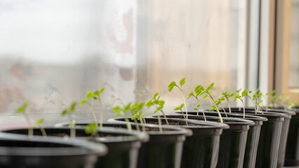 seedlings in pots on the windowsill