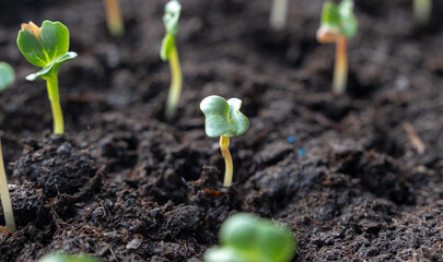 seedlings in pots on the windowsill