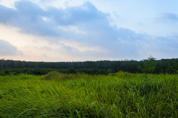 Fototapeta na wymiar a meadow with a beautiful evening sky and the sun setting on the horizon 