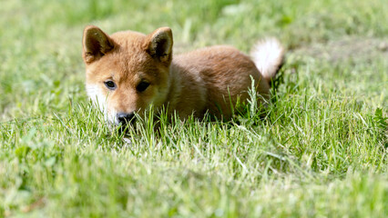 Fototapeta premium Close-up Portrait of beautiful and happy red shiba inu puppy sitting in the green grass in summer. Cute and crazy japanese red dog posing at sunset. Sunny day