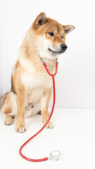 a dog and a stethoscope at a veterinarian's appointment