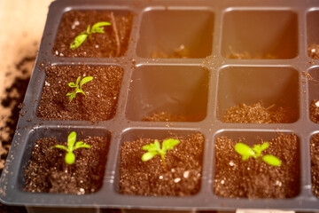 preparation of seedlings, the season of planting vegetables, a concept