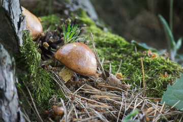 Fruitbodies of Suillus variegatus mushroom