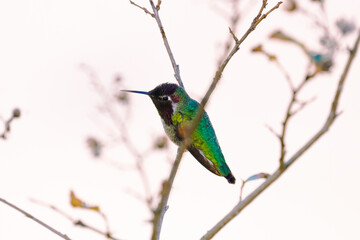 Anna's Hummingbird, Hummingbirds, purple color., small birds, wild birds