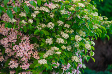  flowering bush.pink small flowers and green leaves texture. Floral pink beautiful background.Blooming spring bushes in the garden. Beauty Bush.