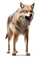 Fototapeta premium Wolf showing its fangs, isolated on transparent background. Generative Ai