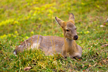 Beautiful sika deer in the autumn forest against the background of colorful foliage of trees. Fairy forest autumn landscape with wild animals.