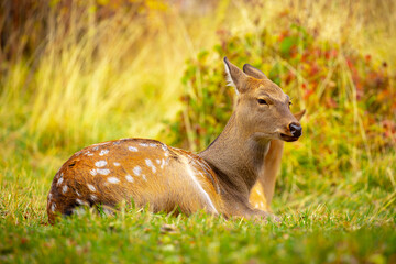 Beautiful sika deer in the autumn forest against the background of colorful foliage of trees. Fairy forest autumn landscape with wild animals.