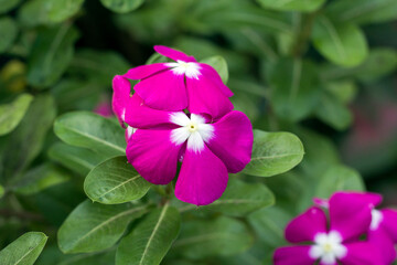 Cape periwinkle, Bright-eyes, Graveyardplant, Old-maid