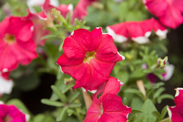Petunia, Violet-flower Petunia