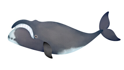ホッキョククジラの水彩風イラスト
Bowhead whale. Watercolor style illustration.