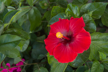 Hawaiian hibiscus, Hibiscus rosa-sinensis, Crimsoneyed rosemallow