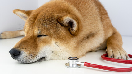 a dog and a stethoscope at a veterinarian's appointment