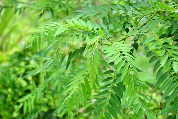 Green leaves background, Green leaf background, A suitable image to be used as a background.