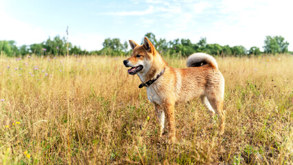 dog walks in nature porada shiba inu