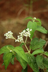 The flowers and green leaves in the yard are so beautiful