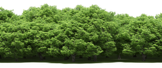 forest line with shadows under the trees, isolated on transparent background, 3D illustration, cg render