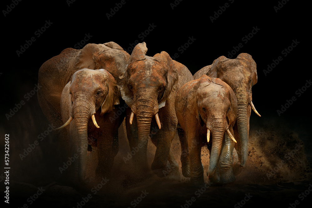 Canvas Prints Amazing African elephants with dust and sand. A large animal runs towards the camera. Wildlife scene. Loxodonta africana