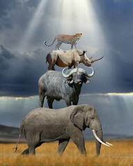 Fototapeta na wymiar Fours africans animal on top of each other elephant, buffalo, rhino and leopard in savannah on sun ray background