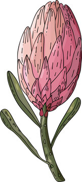 Realistic hand drawn vector illustration of unopened prothea flower bud. Tropical king flower protea in bloom. 