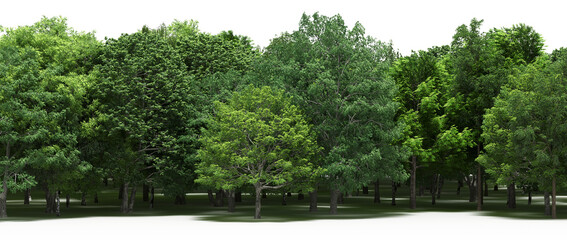 Fototapeta na wymiar forest line with shadows under the trees, isolated on transparent background, 3D illustration, cg render