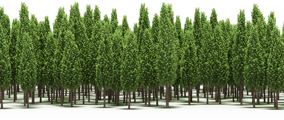 forest line with shadows under the trees, isolated on transparent background, 3D illustration, cg render