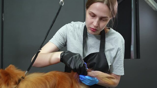 Professional woman groomer is rubbing coloring in purple color spitz dog's tail in grooming salon. Hygienic and beauty, hairstyle procedures for pets and animals in grooming salon. Dogs care service.