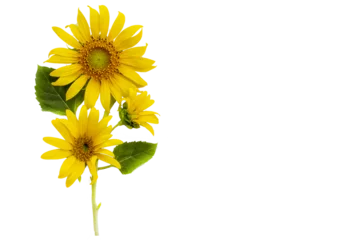 Rolgordijnen yellow flowers sunflowers arrangement flat lay postcard style  © phenphayom