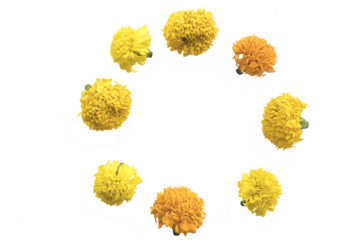 yellow flowers marigold local flora of asia arrangement flat lay circle postcard style 