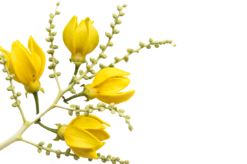 yellow flowers ylang ylang local flora of asia arrangement flat lay postcard style 