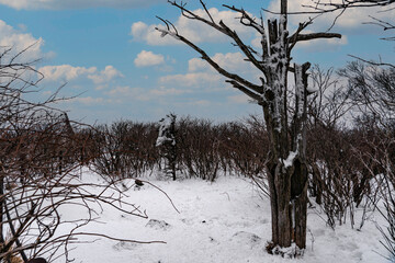 Old yew tree in Taebaeksan national park-Taebaeck, Gangwondo, Korea