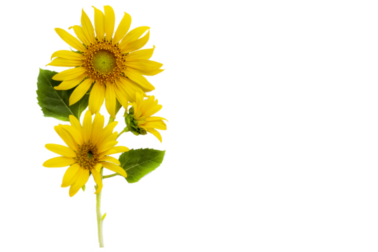 yellow flowers sunflowers arrangement flat lay postcard style 