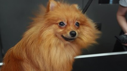 Happy spitz dog is enjoying grooming while woman groomer is drying him using hair dryer. Healthy pet's hair and fur. Hygienic procedures for domestic pets and animals. Dog care services concept. 
