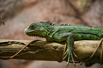 Green iguana, is an arboreal lizard from Central and South America. inside the Chapultepec zoo