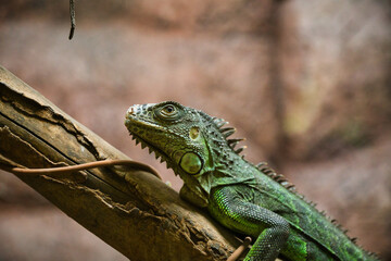 Green iguana, is an arboreal lizard from Central and South America. inside the Chapultepec zoo
