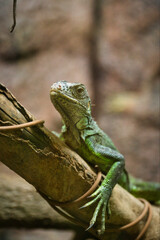 Green iguana, is an arboreal lizard from Central and South America. inside the Chapultepec zoo