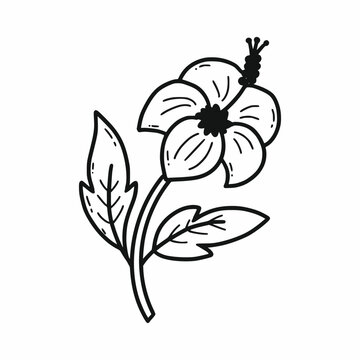 Hibiscus. Vector doodle illustration. Traditional Korean flower. National symbol. Hand drawn illustration.