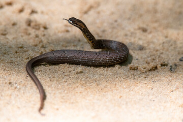 snake in the sand