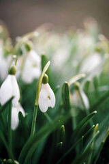Fototapeta premium White snowdrops flowers in garden or forest. Spring snowdrops bloom..