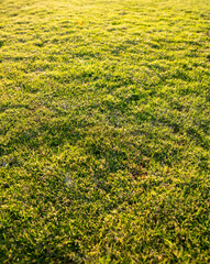 Green grass on the lawn as a background.