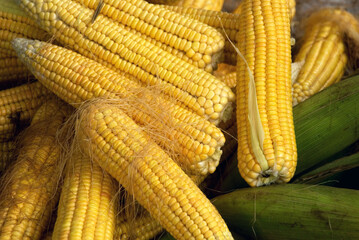 Corn or Maize for processing into yellow fodder. Close up frame. Sri lanka
