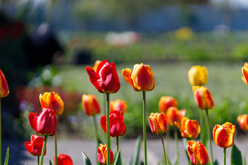 A bright orange tulips flowers with copy space for text. Blooming tulips garden in spring time. Flower background. .